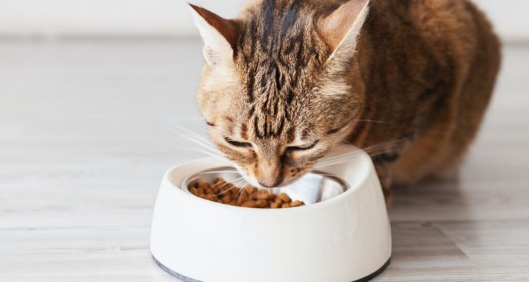 Comment donner des aliments crus et des croquettes à un chat