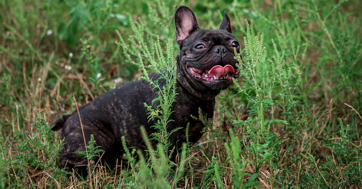 découvrez notre collection de colliers pour chiens alliant style et confort. offrez à votre compagnon à quatre pattes un collier durable et tendance, parfait pour les promenades et les aventures en plein air.