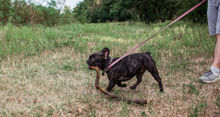 découvrez notre large sélection de colliers pour chiens, alliant confort, sécurité et style. parfaits pour toutes les races, nos colliers offrent des matériaux de qualité et des designs uniques pour le bien-être de votre compagnon à quatre pattes.