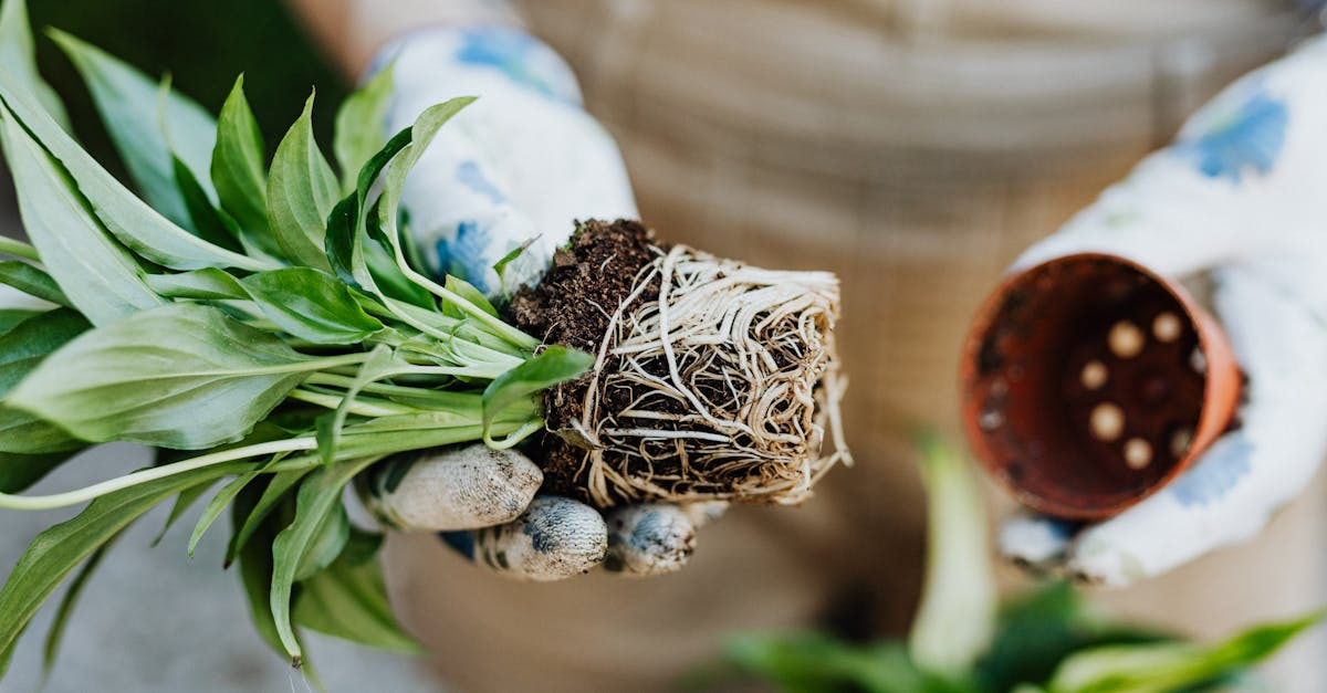 découvrez l'univers chaleureux de la terracotta, un matériau authentique et esthétique qui apporte une touche naturelle à votre décoration intérieure et extérieure. explorez nos idées créatives et conseils pour intégrer la terracotta dans votre espace de vie.