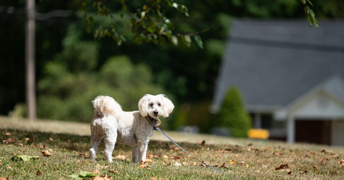 restez informé avec les dernières actualités sur les animaux : découvertes, nouvelles espèces, protection de la faune et tendances sur le bien-être animal partout dans le monde.