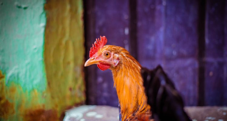 découvrez les dernières actualités sur les animaux : histoires insolites, nouveautés scientifiques, protection de la faune et conseils pour les amoureux des bêtes. restez informé sur animal news !