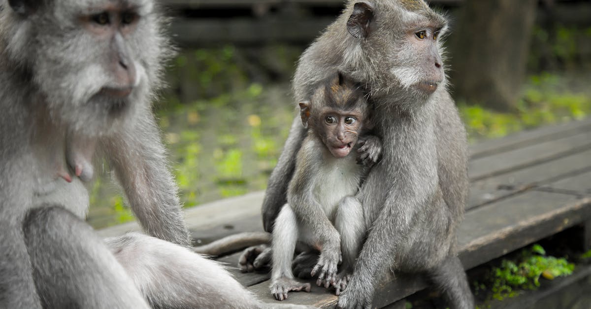 découvrez bali, l'île des dieux : plages paradisiaques, rizières luxuriantes, temples majestueux et culture balinaise authentique. préparez votre voyage à bali pour une expérience inoubliable en indonésie.
