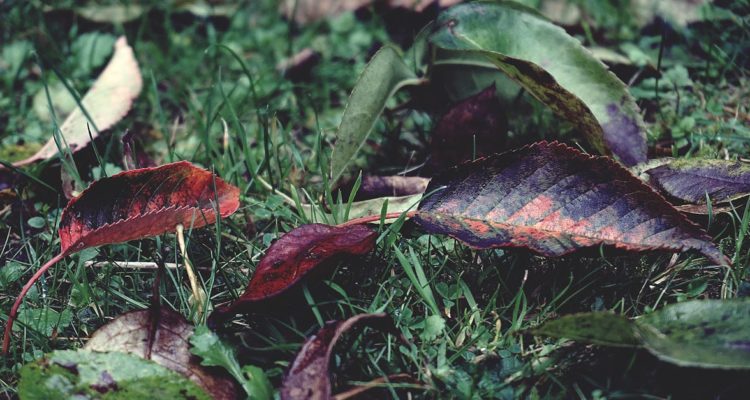 découvrez ce qu'est la transition écologique, ses enjeux, ses solutions et son importance pour construire un avenir durable et respectueux de l'environnement.